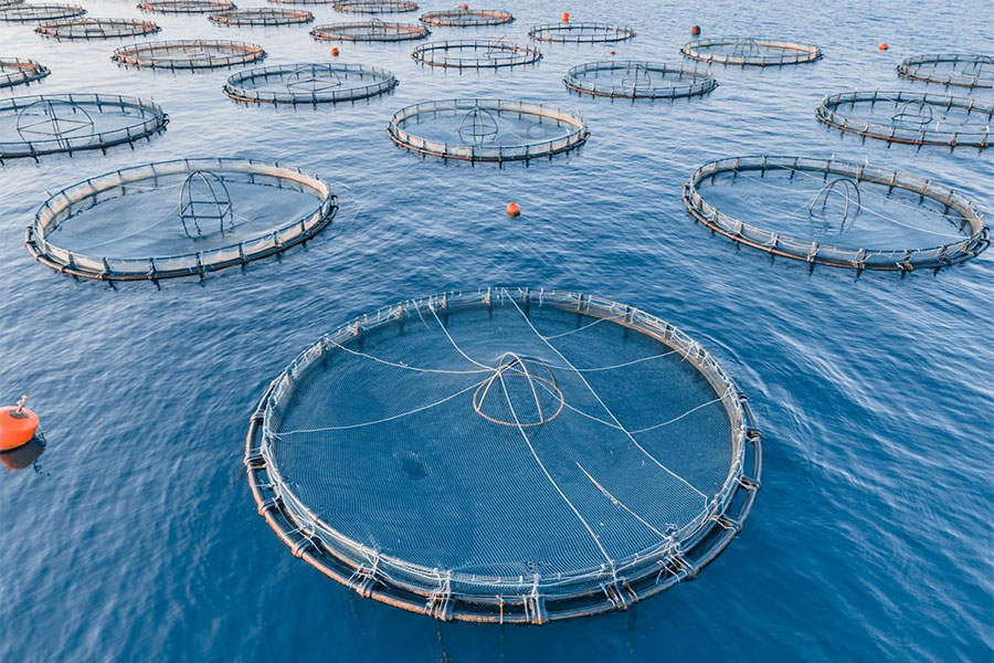 fish_farm